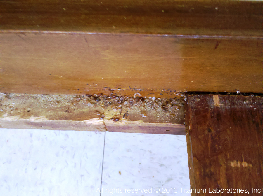 Bed Bugs Pictures 007 | Bed bugs nesting in the corner of a wooden bed ...