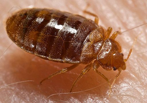 Bed Bug Series Part 1: Where Do Bed Bugs Come From?