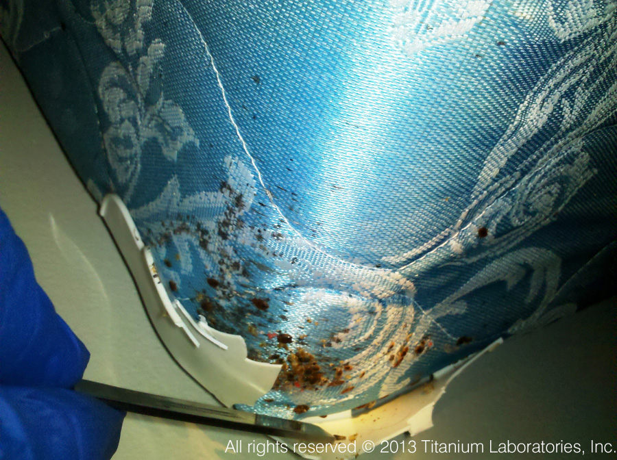 bed bugs pictures