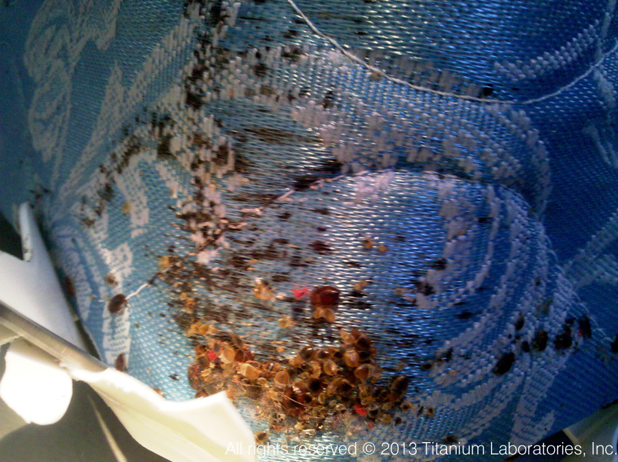 bed bugs pictures