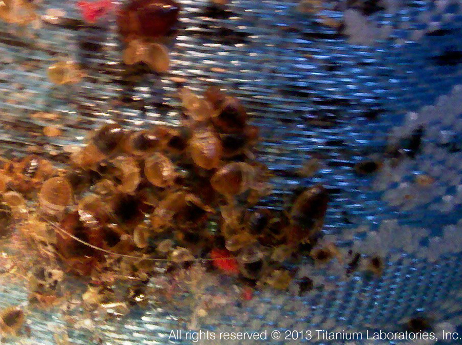 bed bugs pictures