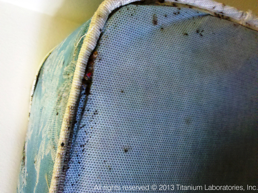 bed bugs pictures