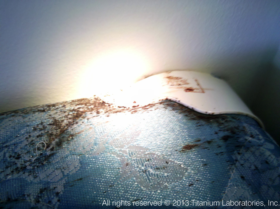 bed bugs pictures