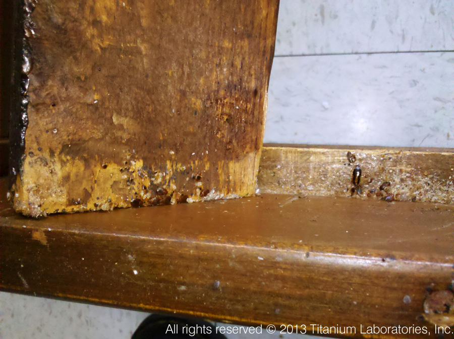 bed bugs pictures