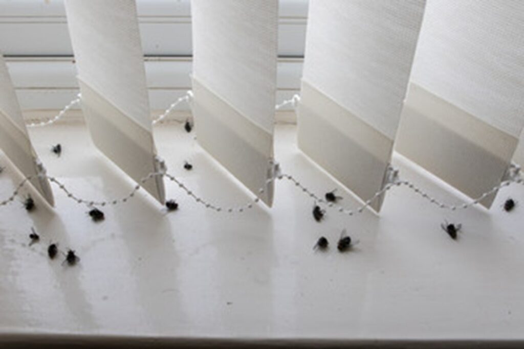 top signs you have a pest infestation