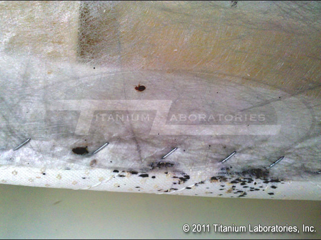 what do bed bugs look like?