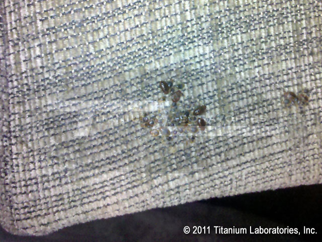 what do bed bugs look like?