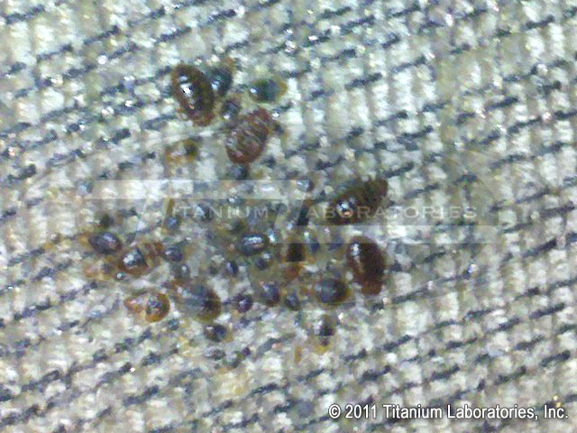 what do bed bugs look like?