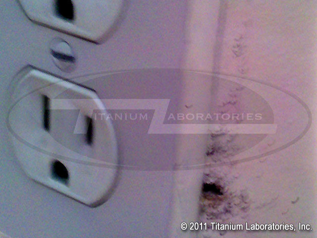 what do bed bugs look like?