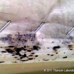 Bed bug casings and excrement on underside of boxspring