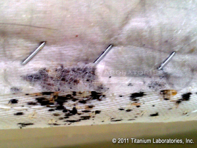 What do bed bugs look like?  Bed bug casings and excrement on underside of boxspring