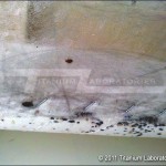 Bed bugs and bed bug fecal matter on boxspring