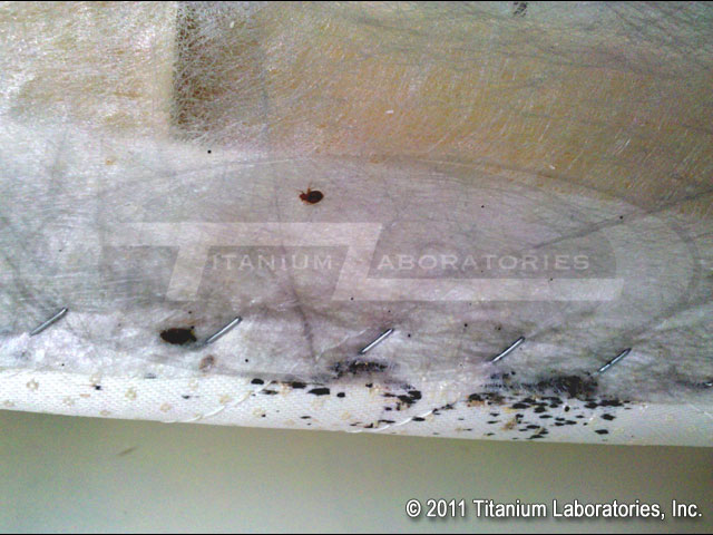 What do bed bugs look like?  Bed bugs and bed bug fecal matter on boxspring