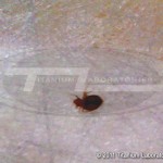 What do bed bugs look like? Picture of a bed bug