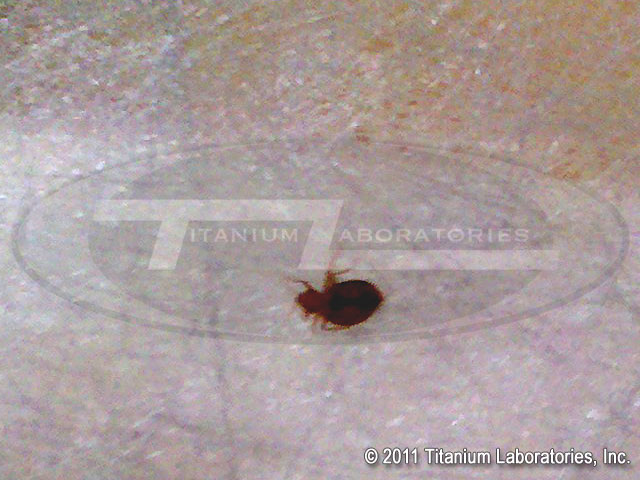 What do bed bugs look like?  Picture of a bed bug