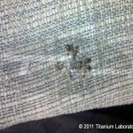 Bed bug cluster on the underside of a sofa cushion