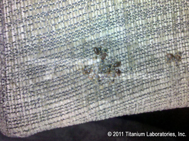 What do bed bugs look like?  Bed bug cluster on the underside of a sofa cushion