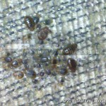 Close Up: Bed bug cluster on a sofa cushion