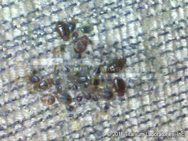 What do bed bugs look like?  Close Up:  Bed bug cluster on a sofa cushion