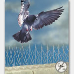 Residential Bird Control: bird Spike | bird control | pigeon removal | bird removal services