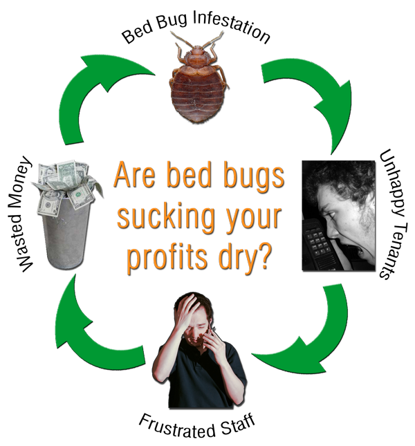 Bed Bug Exterminator Washington Dc Treatment