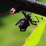 Pest Control Spiders Black Widow