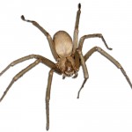 Pest Control Spiders Brown Recluse WBG