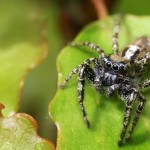 Pest Control Spiders Jumping Spider