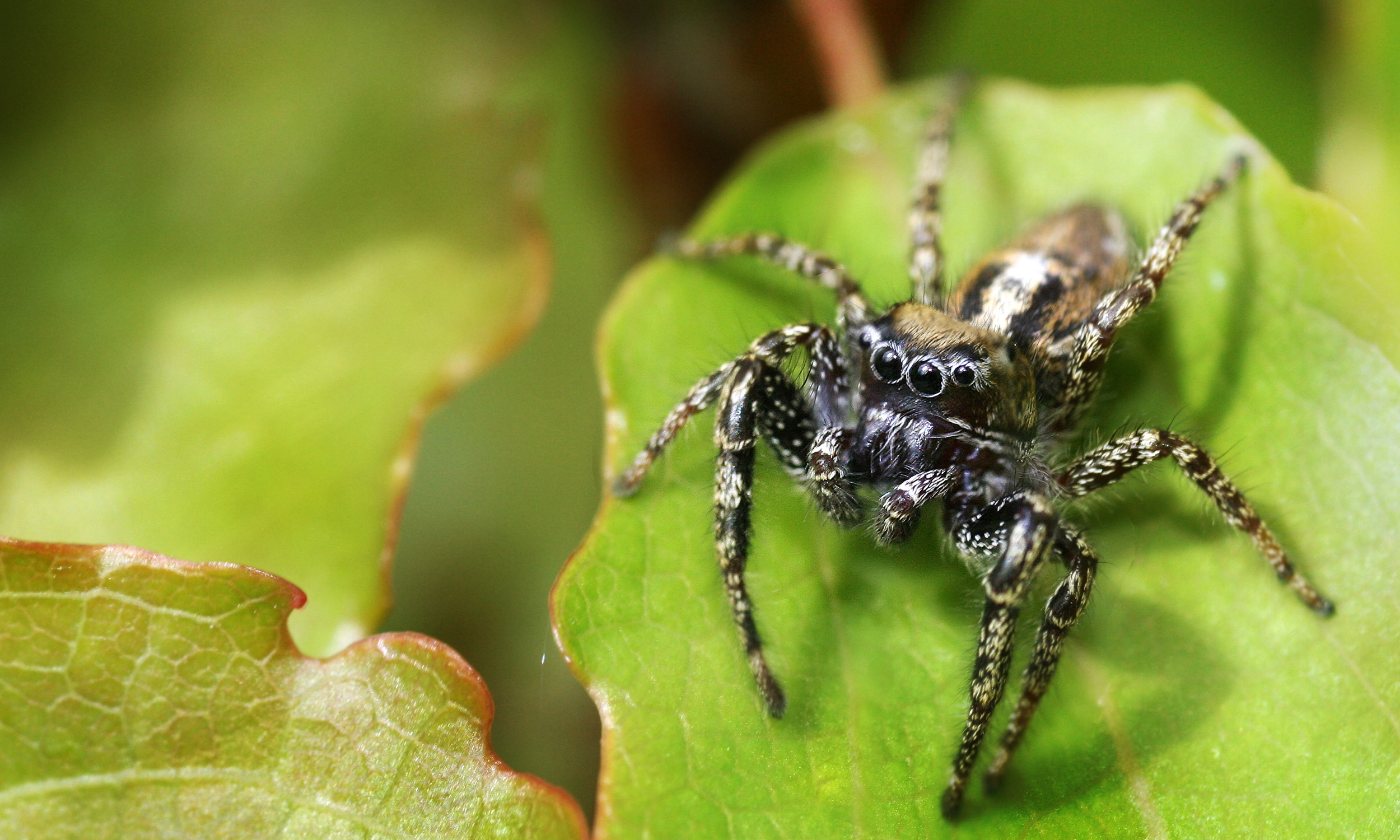 Spider Spotlight: Jumping Spiders - Drive-Bye Pest Exterminators