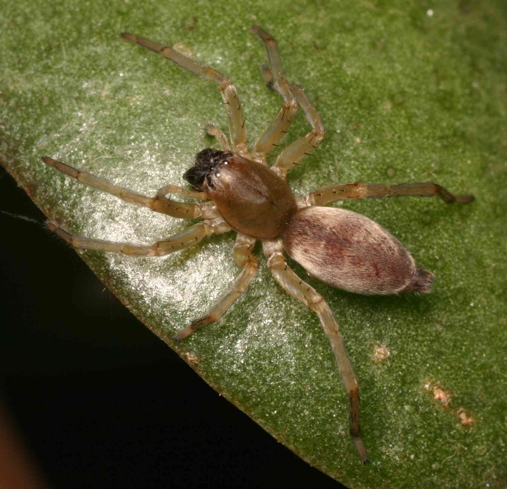 Daddylongleg Spiders - Control, Extermination, Removal