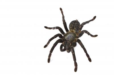 Pest Control Spiders by Titanium Laboratories, Inc.