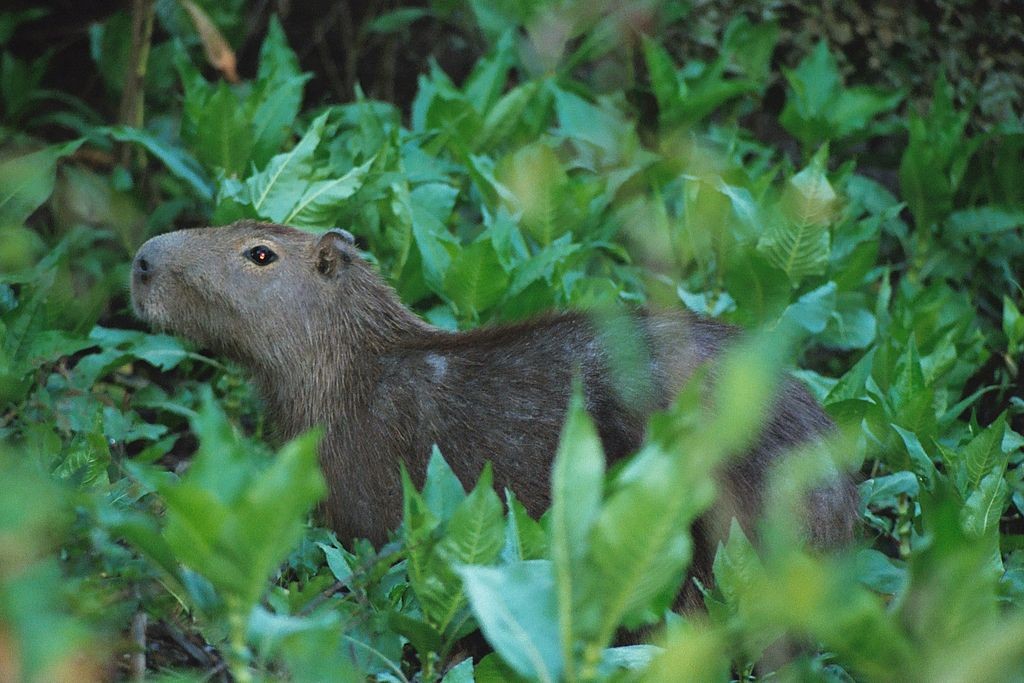 Capybara in Bolivia