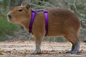 World's Biggest Rat Capybara Harness