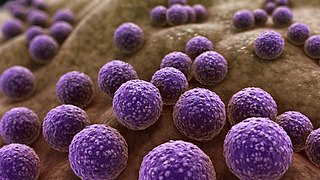 Staphylococcus | Disinfecting by Titanium Laboratories