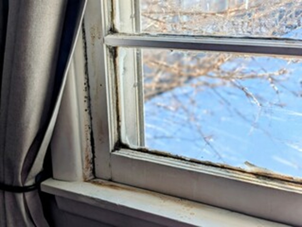 mold in the winter