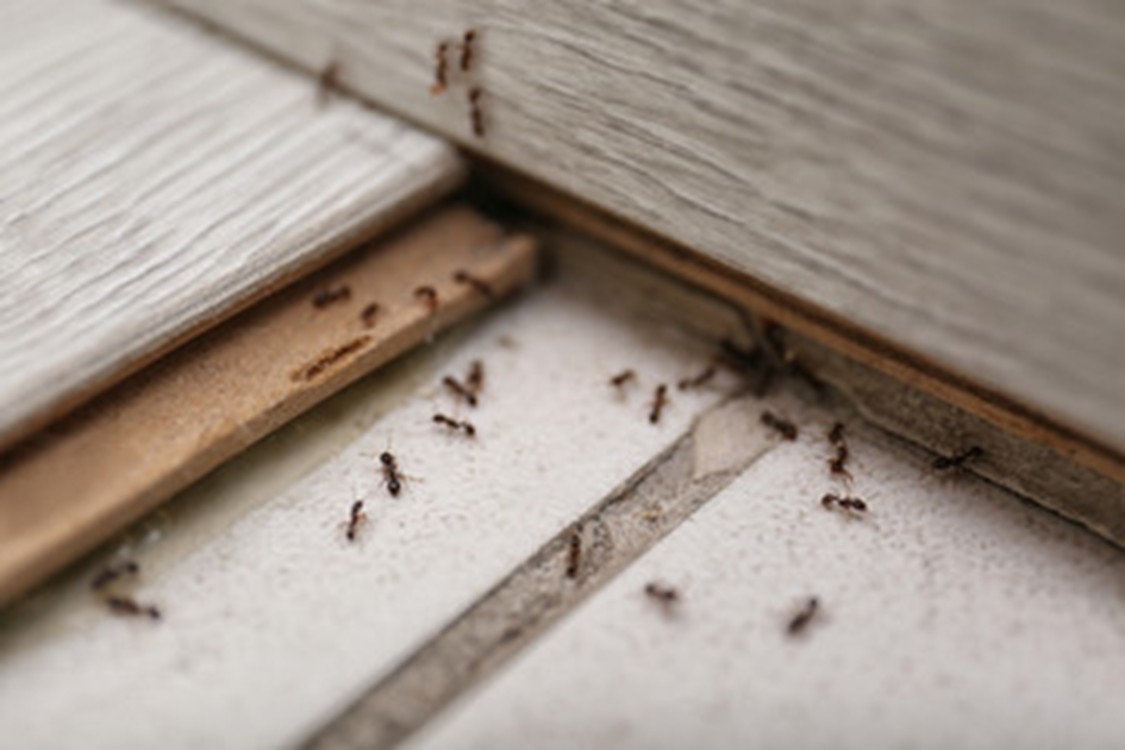 top signs you have a pest infestation